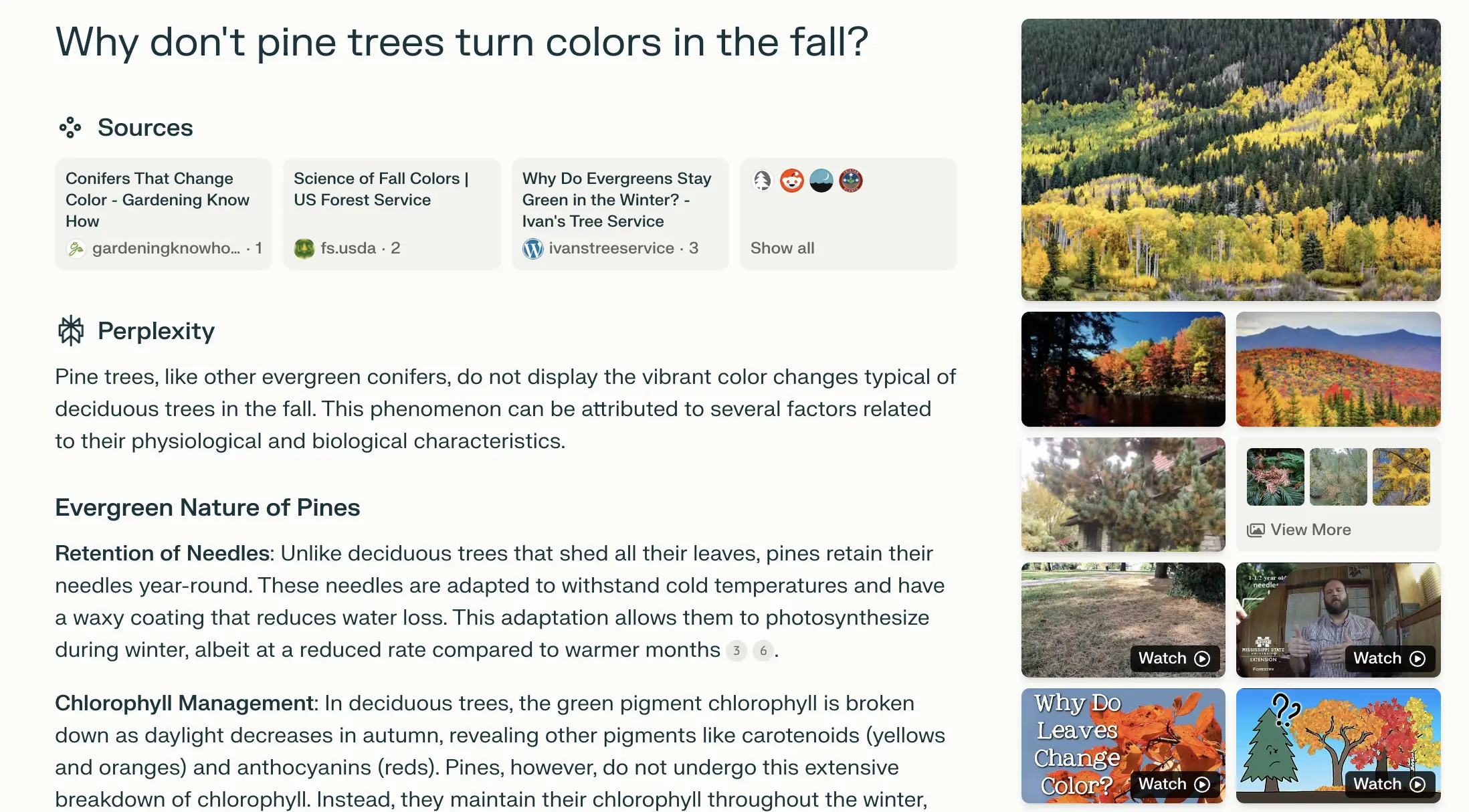 Screenshot of a Perplexity AI search result titled “Why don’t pine trees turn colors in the fall?” with sources listed from gardening websites and a detailed explanation on the physiology of evergreen trees and their needle retention.