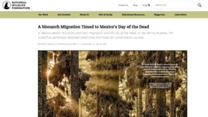 National Wildlife Federation article titled ‘A Monarch Migration Timed to Mexico’s Day of the Dead’ featuring an image of trees covered with monarch butterflies at sunrise. The article describes the symbolic significance of monarch butterflies arriving during the Day of the Dead celebration in Mexico.