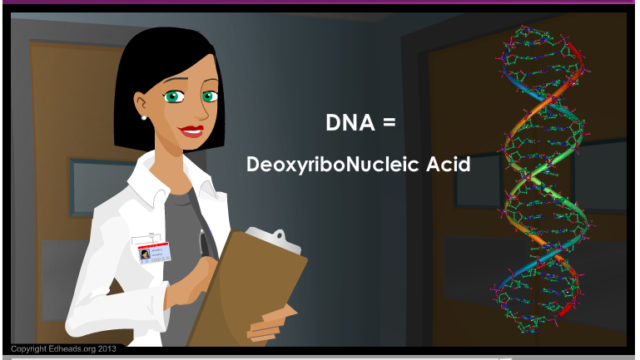 Edheads DNA description image