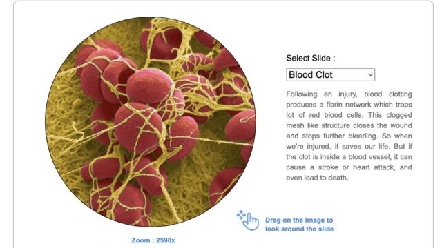 This image shows a "Virtual Microscope" simulation for grades 6-12, also developed by Ankush Naskar. The simulation displays a magnified view of a "Blood Clot" under the microscope. The user can drag on the image to explore different areas of the slide.