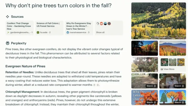 Screenshot of a Perplexity AI search result titled “Why don’t pine trees turn colors in the fall?” with sources listed from gardening websites and a detailed explanation on the physiology of evergreen trees and their needle retention.